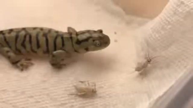 Salamander. 9gag. Newt. Gila Monster. Animals Pets.