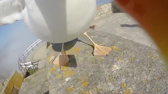 Seagull Payday2, Gopro, Stoked, Flight, Steal, Seagull, Game, Payday 2, Animals Pets
