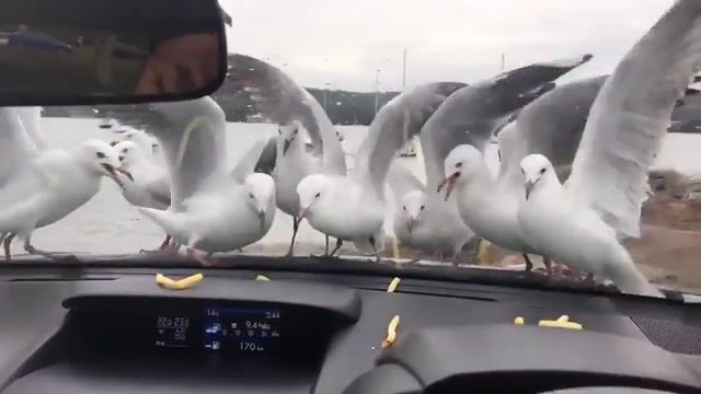 Seagulls Attempt At Eating Fries, Viralhog, Animals, Birds, Eat, Stupid, Funny, Car, Animals Pets
