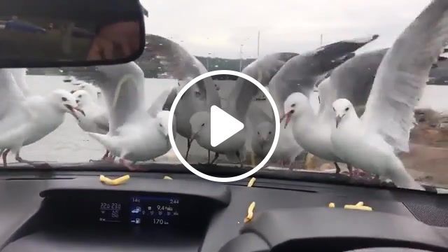 Seagulls attempt at eating fries, viralhog, animals, birds, eat, stupid, funny, car, animals pets. #0
