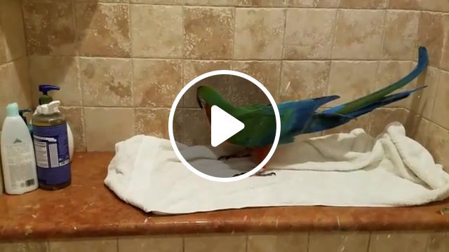 Singing in the shower, picks, funny parrot, parrot sings in shower, singing parrot, macaw parrot, parrot, animals pets. #0