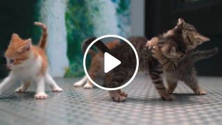 Slow Mo 4K Kittens