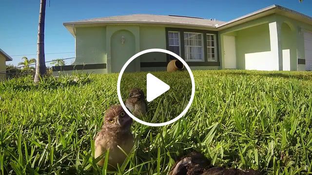 Snoop owl, dancing, dance, rap, cute, drop, snoop lion, snoop dog, burrowing owl, owl, rad, stoked, hd camera, hero camera, hero 4, hero 3 plus, hero 3, hero 2, gopro, animals pets. #0