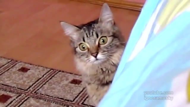 The cat is planning something evil, cuteness, funny, prank, lol, cute, cats, kitty, cat, animals pets.