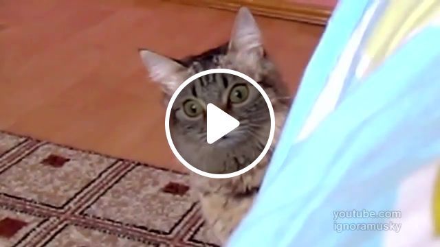 The cat is planning something evil, cuteness, funny, prank, lol, cute, cats, kitty, cat, animals pets. #0