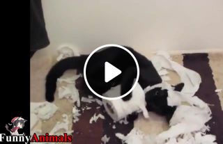 The cat's game with the toilet paper ended badly