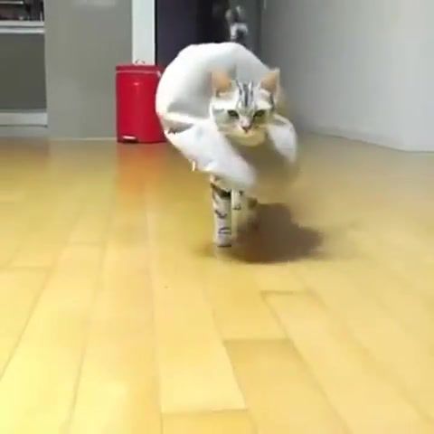 The siest cat walk you will ever see, cats, walk, horny, animals pets.