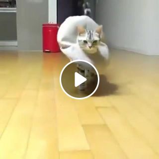 The Siest Cat Walk You Will Ever See