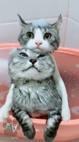 Together we will survive, cats, dogs, animals, bath, washing, fun, smile, cool, cute, lovely, happens, why, let me go, destiny, body, clean, money, millions.