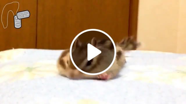 Very cute chipmunk, hunting song, korpiklaani, korpiklaani hunting song, very cute chipmunk, life, one direction, lil wayne, live, remix, baby, music, failures, compilation, collection of jokes and failures fun 25, fail compilation, fun. #0