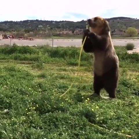Whoomp BEAR Is. New Uber. Bear. Watering. Jump. Animal. Water. Tag Team. Whoomp There It Is. Garden. Animals Pets.
