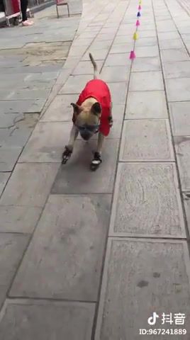 You will never be as cool as this dog, Funny, Feature, Dog, Skate, Animals Pets
