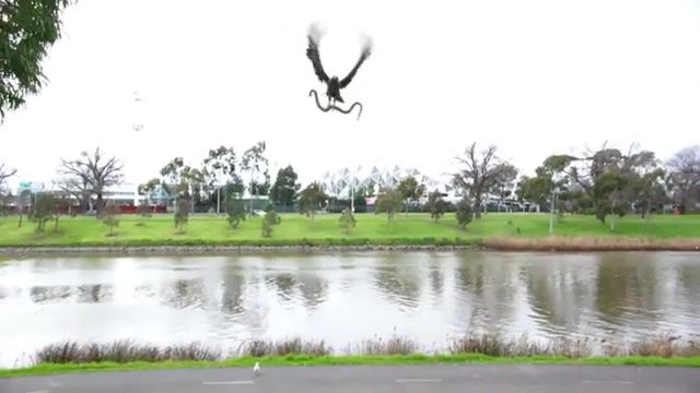 Arab Eagle - Video & GIFs | hawk,lunch,bbq,australia,dangerous,snake,brown snake,animal attack,attack,scary,straya,melbourne,eagle,deadly,sausage,hawks,battlefield 1 trailer,bf1 trailer,battlefield 1,battlefield,animals pets