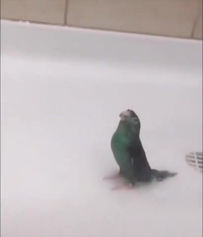 Bath time - Video & GIFs | unusual,unusual compilation,weird,weird compilation,meme compilation,dank meme compilation,unusual meme compilation,weird meme compilation,creepy meme compilation,memes compilation,dank memes,funny,dank memes vine compilation,try not to laugh,fresh memes,emisoccer,clumsy,hefty,comment awards,grandayy,tiktok,tik tok memes,rewind,airpods,big chungus,pewdiepie vs tseries,animals pets