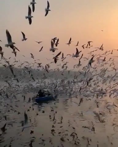 Birdfest On The River, New Delhi, India. Tchaikovsky. Music. Life. Advert. Heaven. World. Beaty. Freedom. Delhi. India. Birds. Avantgardens. Bird. Animals Pets.