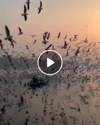 Birdfest on the river, new delhi, india