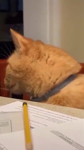 Cat says YEAH - Video & GIFs | unusual,unusual compilation,weird,weird compilation,meme compilation,dank meme compilation,unusual meme compilation,weird meme compilation,creepy meme compilation,memes compilation,dank memes,funny,dank memes vine compilation,try not to laugh,fresh memes,emisoccer,clumsy,hefty,comment awards,grandayy,tiktok,tik tok memes,rewind,airpods,big chungus,pewdiepie vs tseries,animals pets