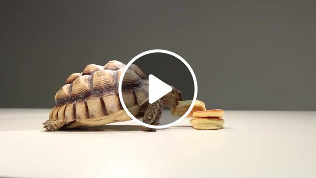 Chomp chomp, baby tortoise, eating, chomp chomp, cute, animals pets. #0