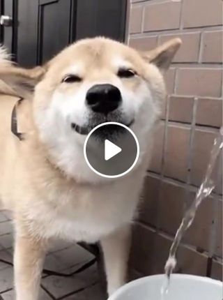 Doge in precious when you smile