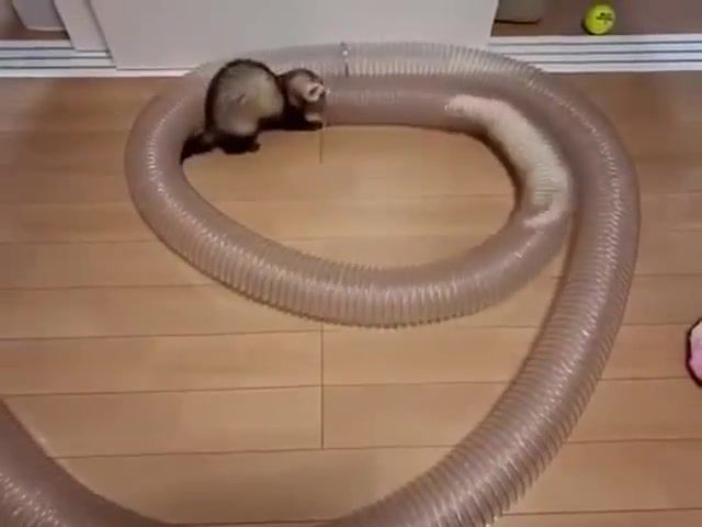 Ferret Love Story By Terrence Malick, Ferret, Weasel, Pipe, Cute, Amazing, Animal, Animals, Play, Weasels, Ferrets, Mouse, Hamster, Dwarf, Syrian, Love Story, Terrence Malick, The Leftovers, Max Richter, Departure, Tree Of Life, Animals Pets