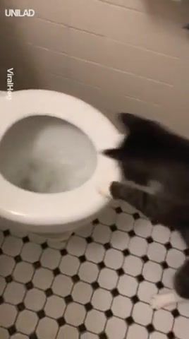 Fight - Video & GIFs | cat,funny,animals,cat fisherman,cat catches fish,cat fights with a toilet,cat and toilet