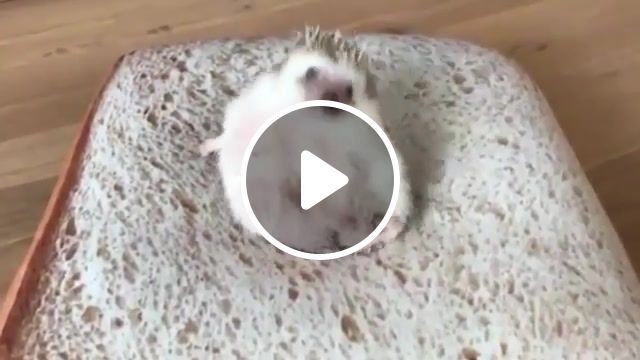 Fitness hedgehog, funny, hedgehog, animal, fitness, animals pets. #0