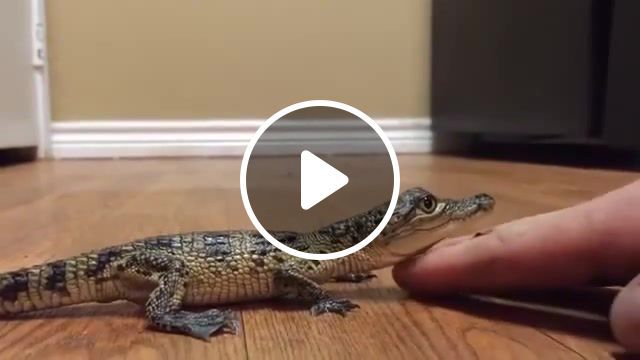 He's not havin it tonight baby crocodile likes to be pet, viral, epic, animals pets. #0