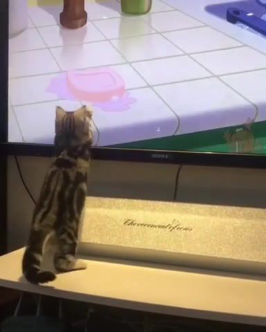 Interactive viewer, animals pets.