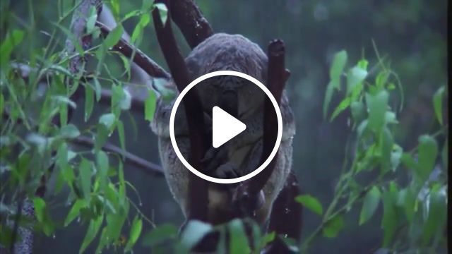 Koalas in the rain, rain, koalas in the rain, koalas, true facts, animals pets. #0