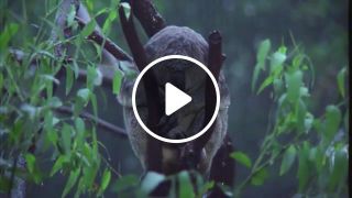 Koalas In The Rain
