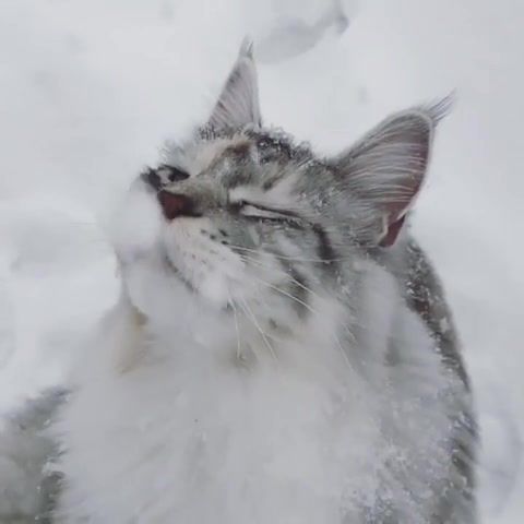 Let it snow, relax, february, frozen, winter, snow, cat, animals pets.