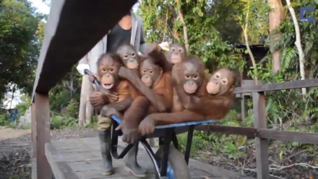M transport, Orangutans, Animals Pets