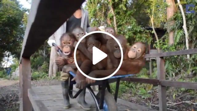 M transport, orangutans, animals pets. #0