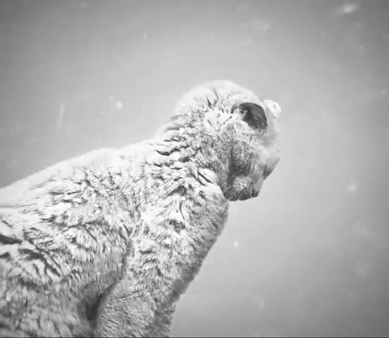 Mercury cat, snow, wind, cat, snowfall, mood, blizzard, 3ds max, photo to 3d, camera mapping, animation, art, ghostemane mercury, animals pets.