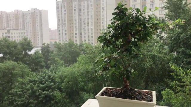 Moscow Vibe, Rain, Nature Travel