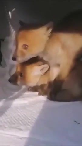 Omg - Video & GIFs | fox,foxes,funny,sweet,meme,hilarious,vine honk,loud,omg,scary,sound,swap,sound swap,animals pets