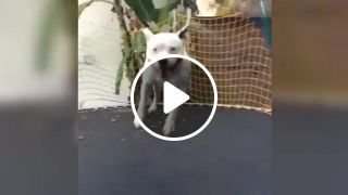 Pitbull jumping on trampoline