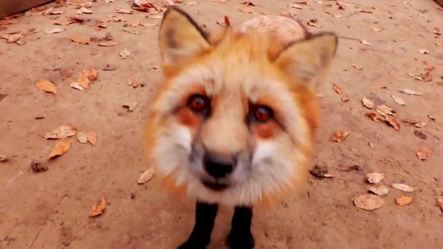 Red foxes, miyagi zao fox village, shiroishi fox village, miyagi fox village, fox village, fox village japan, japan fox village, red fox, kitsune, red foxes, iamaileentv, animals pets.