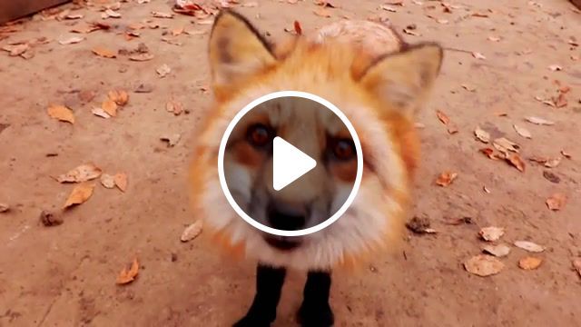 Red foxes, miyagi zao fox village, shiroishi fox village, miyagi fox village, fox village, fox village japan, japan fox village, red fox, kitsune, red foxes, iamaileentv, animals pets. #0