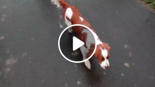 Run in rain with dogs
