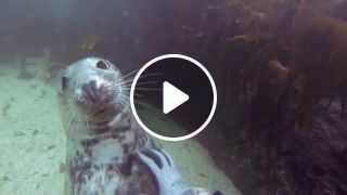 Seal Belly Rub