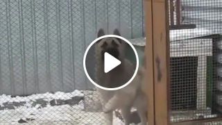 Some happy doggo on a song