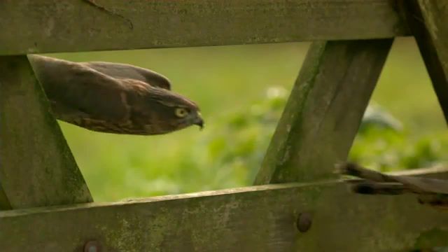Sparrowhawk, Owl, Sparrowhawk, Hawk, Sparrow, Science, Predator, Prey, Bird, Flying, Masters Of The Sky, World, Earth, Nature, David Attenborough, Africa, Caracal, Tiger, Cheetah, Animals, Natural History, Life In The Air, Bbc One, Bbc 1, Defying Gravity, Animals Pets
