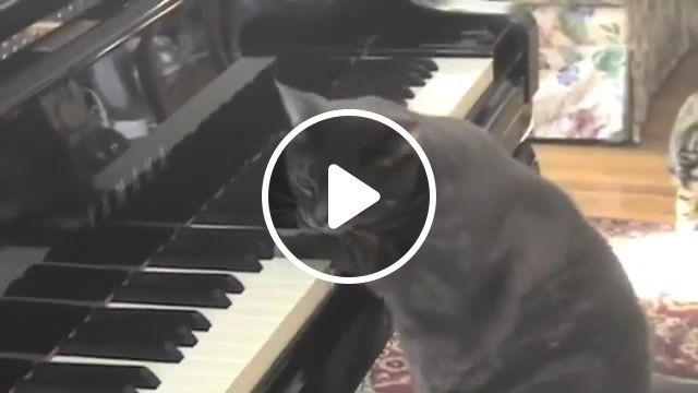 Sure. original performance. mindadog psitis, nora the piano cat, catcerto, piano, cat, nora, music, pets, mindaugas, piecaitis, klaipeda, concert, concerto, lithuania, conductor, katze, tiere, animal, funny, cool, koty, koshki, animals pets. #0