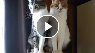 Two cats with different types behaviors