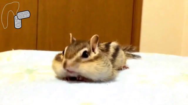 Very cute chipmunk. Why, System Of A Down Ieaiaio, System Of A Down, I E A I A I O, System Of A Down I E A I A I O, Why, Chipmunk, Fun, Lol, New, Best, Fail, Baby, Cute, Cool, Life, Joke, Epik, Live, Jokes, Remix, Fails, Music, Funny