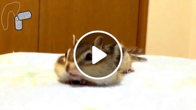 Very cute chipmunk. why, system of a down ieaiaio, system of a down, i e a i a i o, system of a down i e a i a i o, why, chipmunk, fun, lol, new, best, fail, baby, cute, cool, life, joke, epik, live, jokes, remix, fails, music, funny. #0