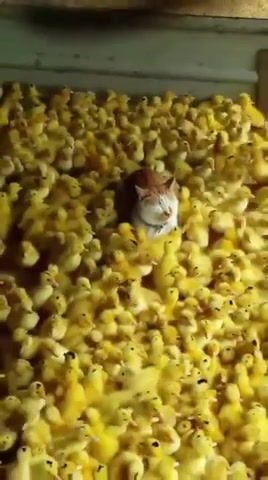 Yellow mood, Cat, Chiken, Bob Marley Do Not Worry, Nap Time, Nice Place To Nap, Ducklings, Animals Pets