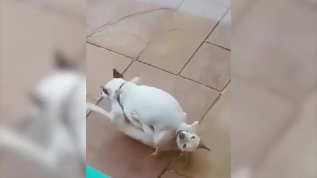 69 dogs acting like humans, 69, dogs, animals pets.