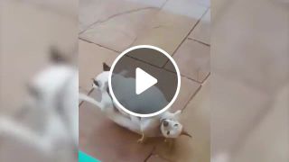 69 dogs acting like humans